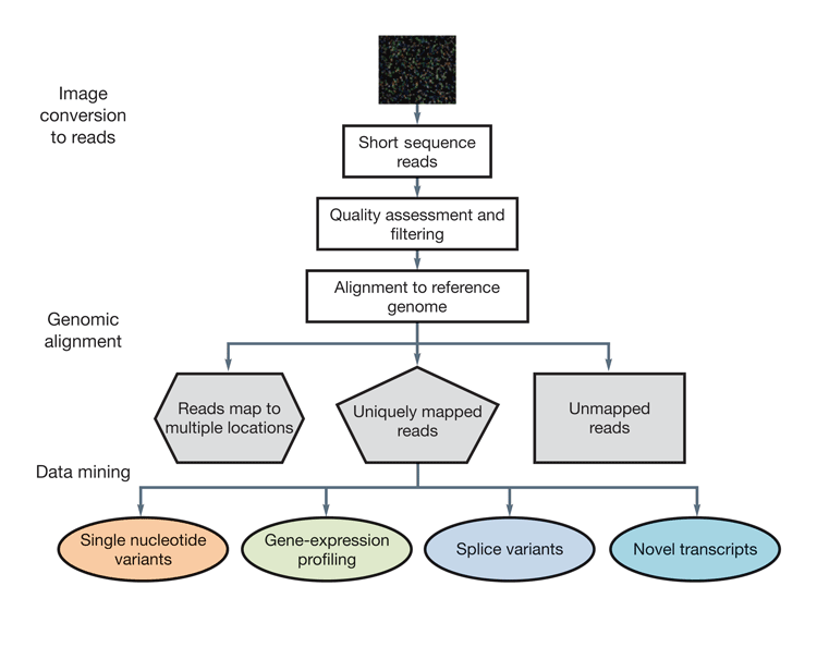 Figure 3: A typical workflow for the analysis of RNA-Seq data. Consists of the conversion of raw data images to short reads, the quality assessment of the reads, alignment to a reference genome (if available) and production of useful data from uniquely mapped reads.